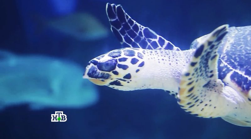 Анонс программы Чудо техники