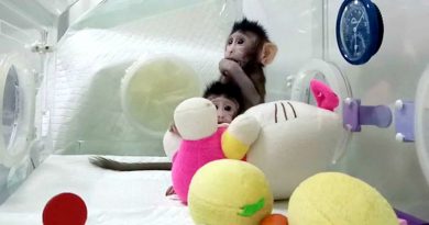 Макаки клоны | Фото: abc.net.au