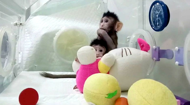 Макаки клоны | Фото: abc.net.au