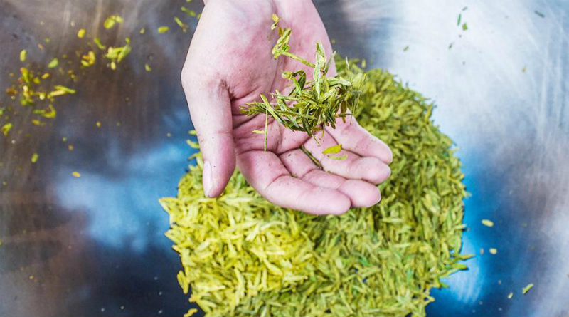 Чай | Фото: iz.ru