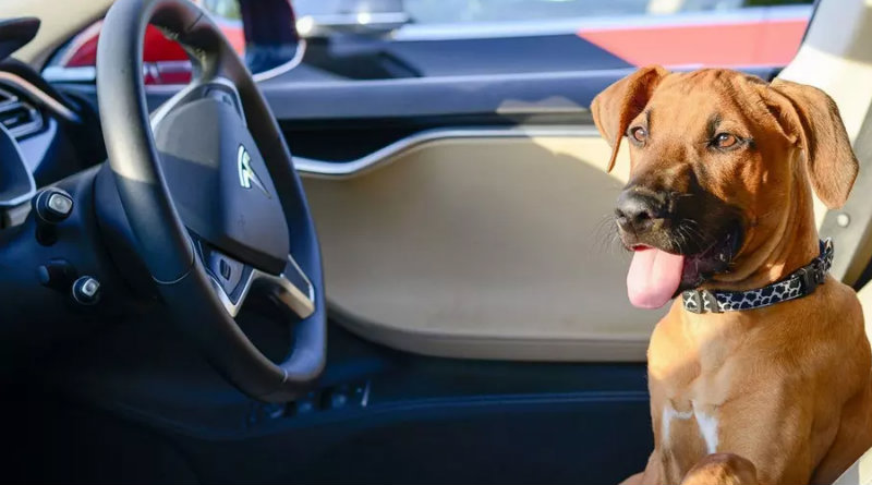 Tesla | Фото: motor.ru