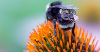 Пчела с чипом | Фото: Engadget