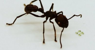 Микроробот | Фото: spectrum.ieee.org