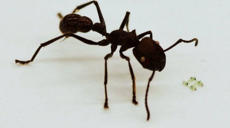 Микроробот | Фото: spectrum.ieee.org