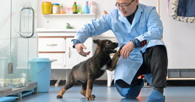 Клонированный пес | Фото: TJ