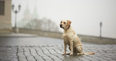 Пес | Фото: Deine Tierwelt