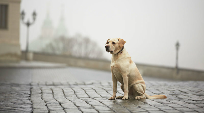 Пес | Фото: Deine Tierwelt