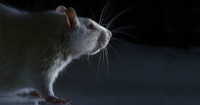 Фото: https://www.nature.com