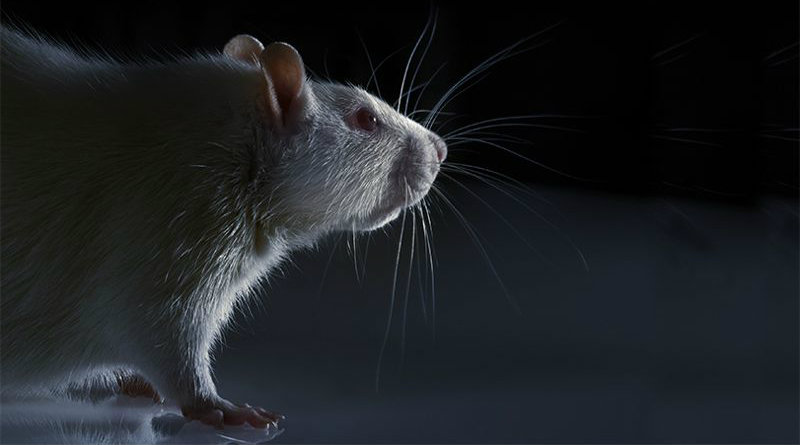 Фото: https://www.nature.com