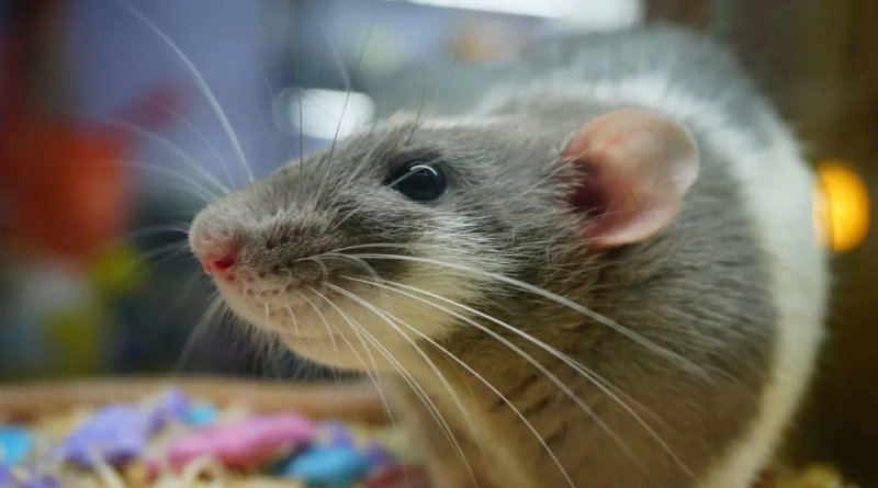 Крыса | Фото: minutemediacdn