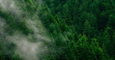 Photo by Andrew Coelho on Unsplash