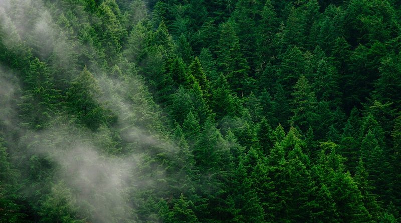 Photo by Andrew Coelho on Unsplash