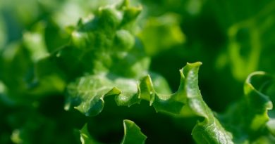 Фото petra cigale on Unsplash