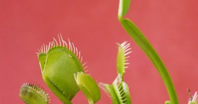 Фото Carla Anne on Unsplash