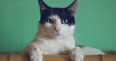 Фото Manja Vitolic on Unsplash