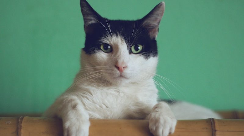 Фото Manja Vitolic on Unsplash
