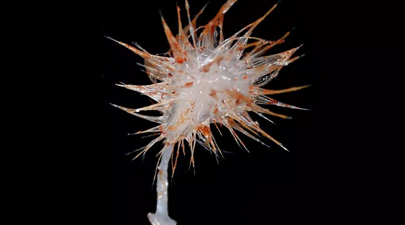 Фото Queensland Museum