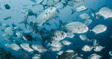 Фото Sebastian Pena Lambarri on Unsplash