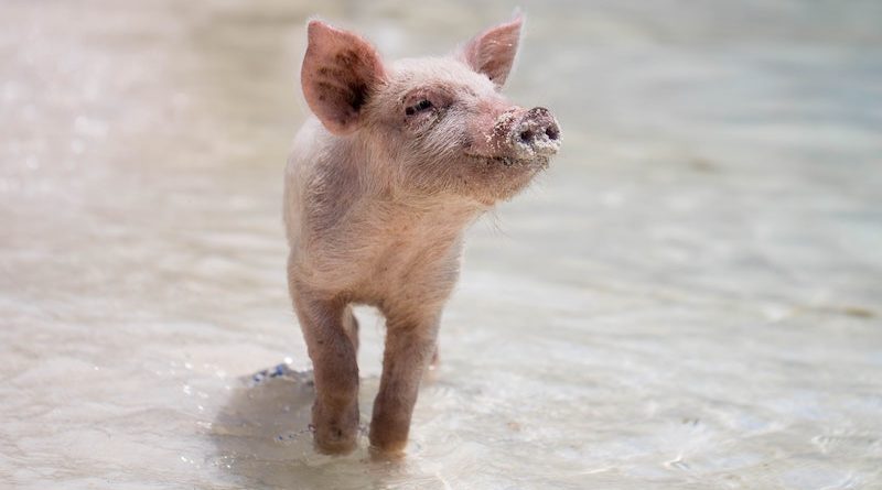Фото Forest Simon on Unsplash