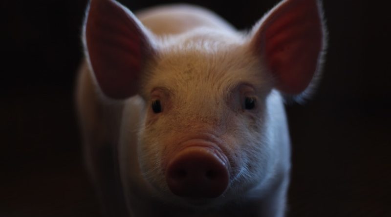 Фото Lucia Macedo on Unsplash