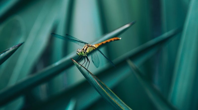 Фото Jimmy Chang on Unsplash