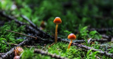 Фото Tijana Drndarski on Unsplash