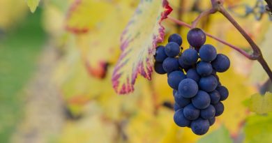 Фото Zbynek Burival on Unsplash