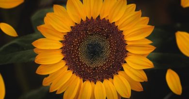 Фото Yair Mejía on Unsplash