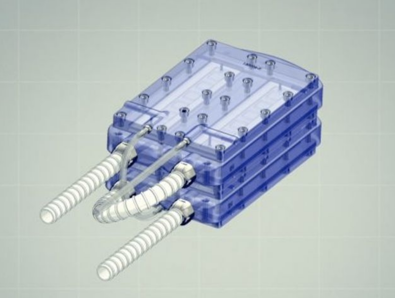 Фото The Kidney Project