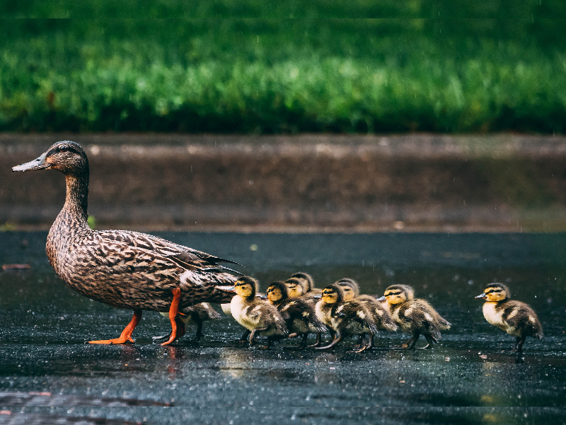 Фото Vlad Tchompalov on Unsplash