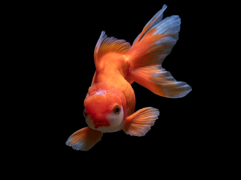 Фото Lesly Juarez on Unsplash