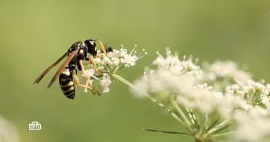 anons_chudo_tekhniki_14_09_2025