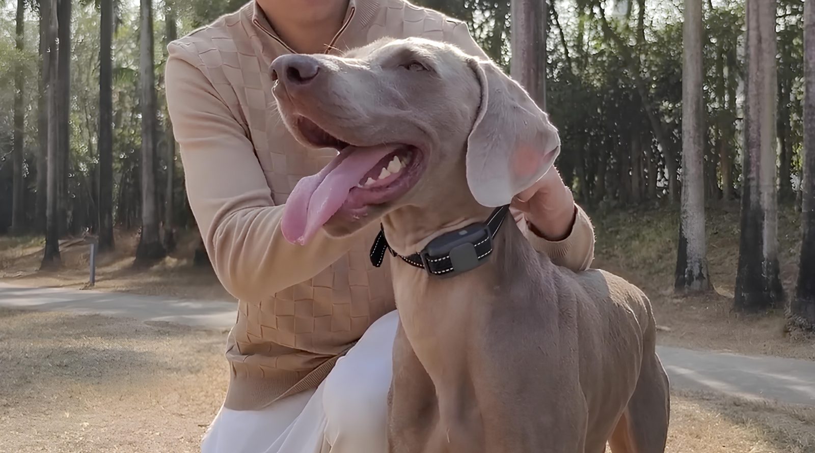 oshejnik-dlya-sobak-petvara