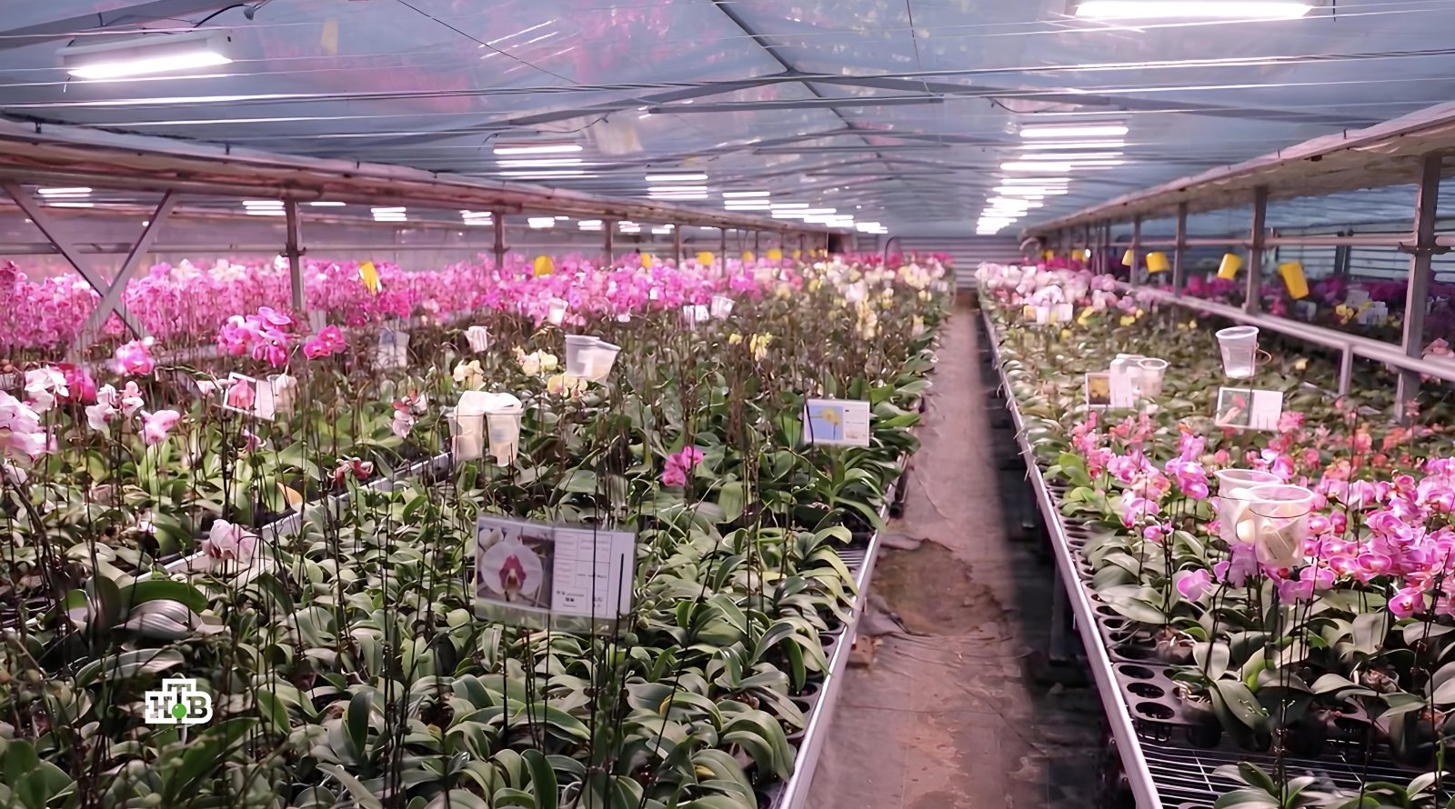 anons-programmy-chudo-tehniki-na-8-marta-2026