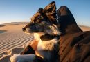 Ошейник для собак Fi Ultra со спутниковой связью Starlink