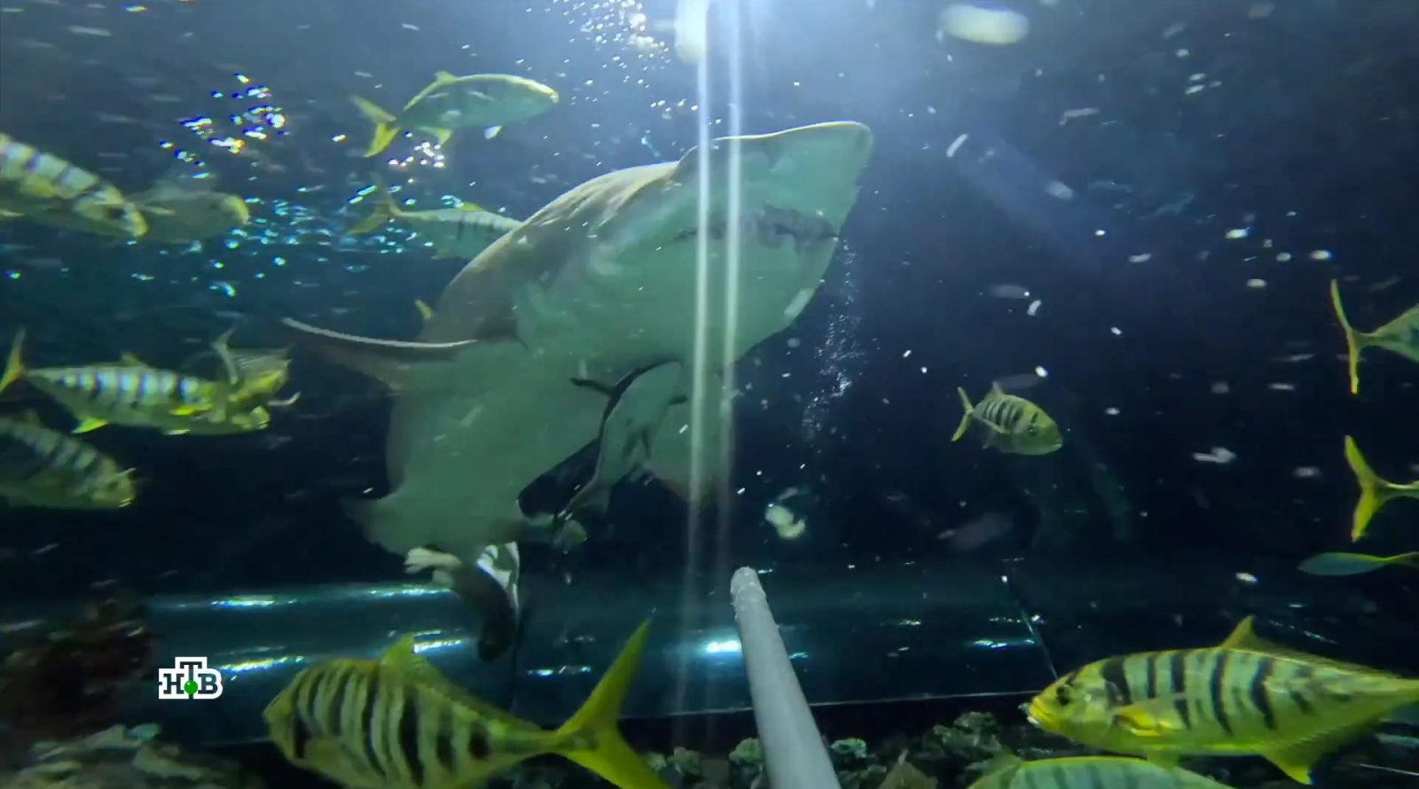 Okeanarium_v_Kogalyme