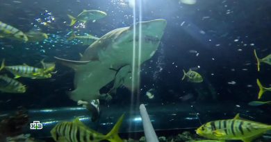 Okeanarium_v_Kogalyme