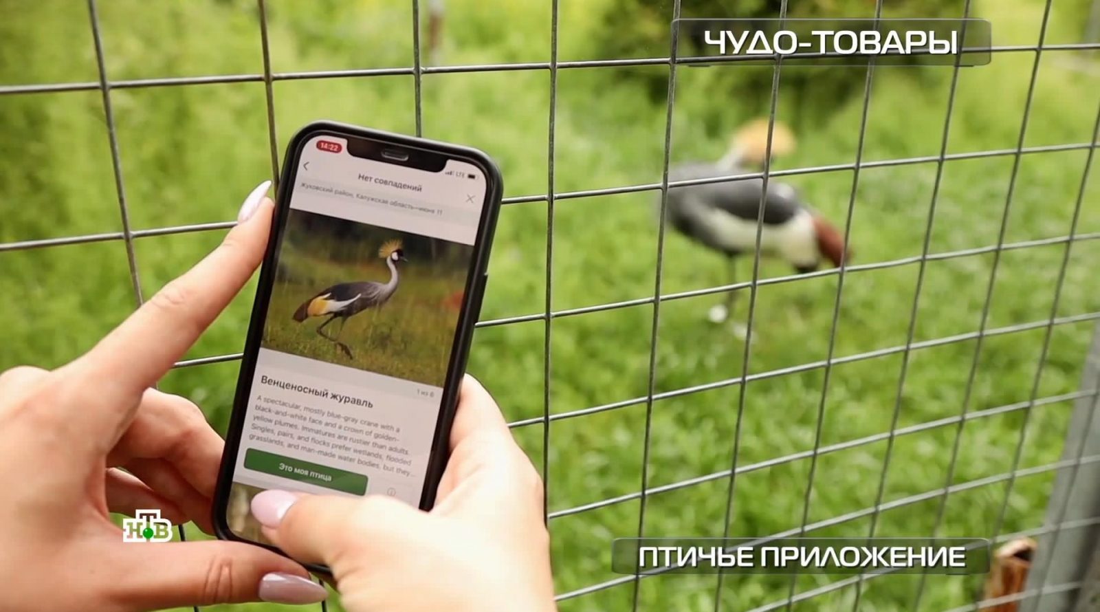 ptiche-prilozhenie